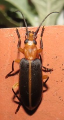 Ditylomorphus inconstans