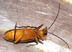 Ditylomorphus inconstans