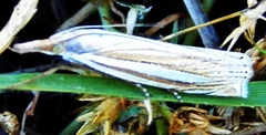 Crambus laqueatellus