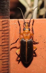 Ditylomorphus inconstans