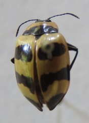 Oligocorynus