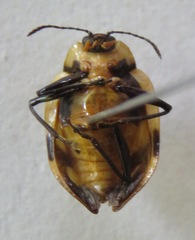 Oligocorynus