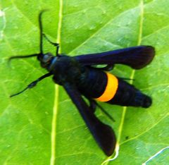 Synanthedon exitiosa