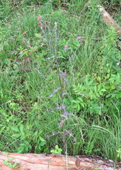 Cirsium carolinianum