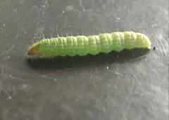 Lepidoptera