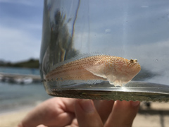 Sand Stargazer photo 1