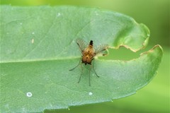 Chrysopilus fasciatus
