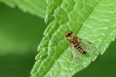 Chrysopilus fasciatus