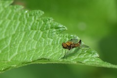 Chrysopilus fasciatus