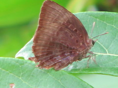 Arhopala micale amytis