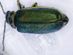 Trirhabda flavolimbata