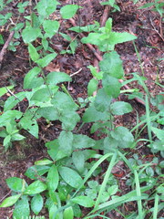 Eupatorium pilosum