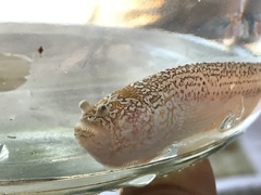 Sand Stargazer photo 2