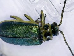 Trirhabda flavolimbata
