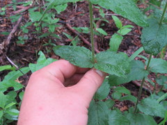 Eupatorium pilosum