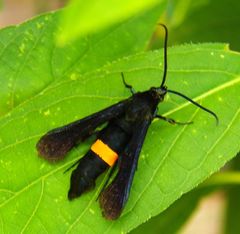 Synanthedon exitiosa