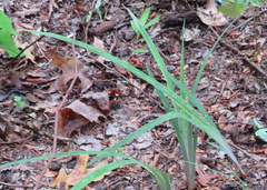Iris verna smalliana