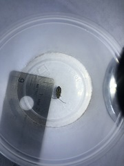 Trirhabda flavolimbata