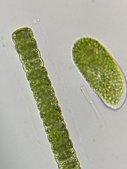 Paramecium bursaria