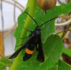 Synanthedon exitiosa