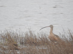 Numenius americanus parvus