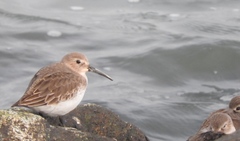 Calidris alpina pacifica