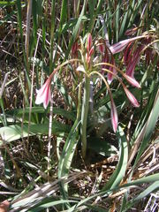 Crinum bulbispermum