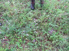 Orbexilum pedunculatum