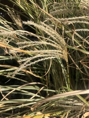 Miscanthus junceus