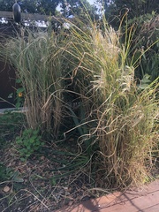 Miscanthus junceus