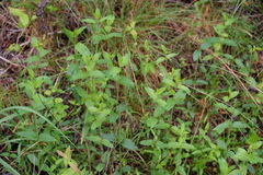 Pycnanthemum setosum