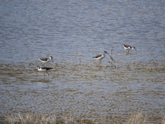 Himantopus mexicanus mexicanus