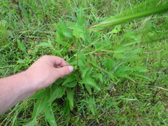 Rudbeckia heliopsidis