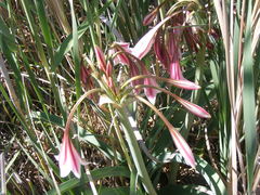 Crinum bulbispermum