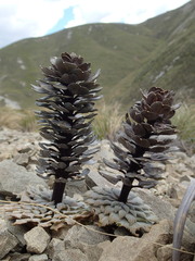 Notothlaspi rosulatum