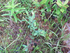 Hypericum crux-andreae