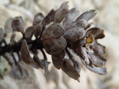 Notothlaspi rosulatum