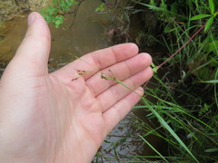 Rhynchospora rariflora