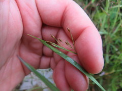 Rhynchospora rariflora