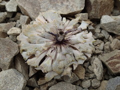 Notothlaspi rosulatum