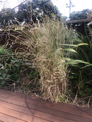 Miscanthus junceus