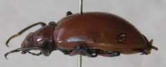 Poecilesthus