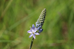 Camassia angusta