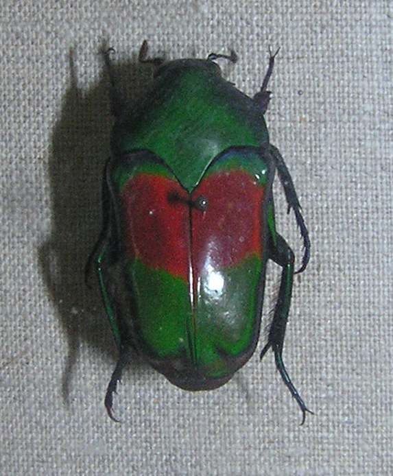 Ischiopsopha jamesi · iNaturalist