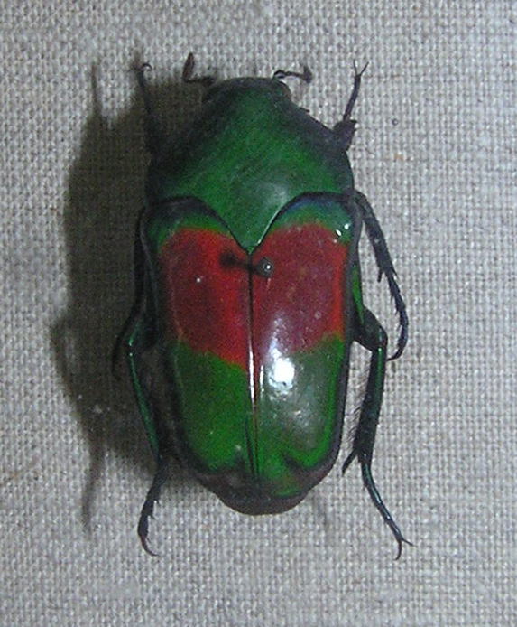 Seram. Cetoniidae 30 x Ischiopsopha ceramensis