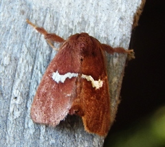 Monoleuca semifascia