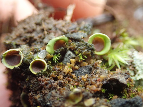 Fringed Chocolate Chip Lichen (Pseudosolorina spongiosa)