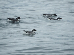 Synthliboramphus antiquus antiquus