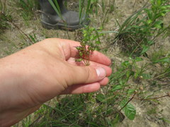 Penstemon laevigatus