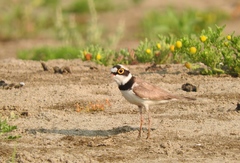 Charadrius dubius jerdoni